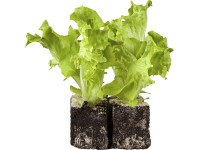 Lollo Bionda tépősaláta 10-12 darabos tálca Lactuca