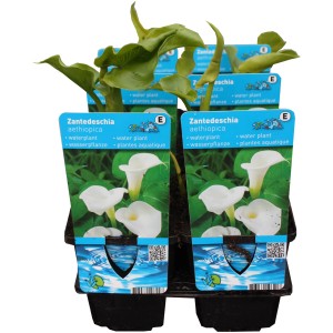 Fehér kála (Zantedeschia) 9 cm-es cserépben, tópartra alkalmas.
