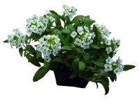 Alyssum 9 cm-es cserépben Alyssum 9 cm-es cserépben