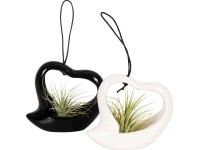 Szakállbromélia szív alakú függő virágtartóban cserépátmérő: kb. 6 cm Tillandsia