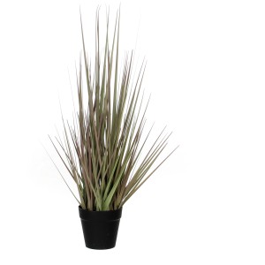 Műnövény lila fű cserépben, 53 cm magas. Dekoratív szobanövény.