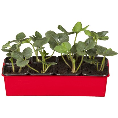 Korona folytontermő szamóca, 10 darabos tálca