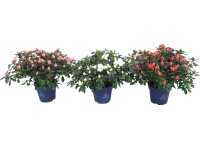 GROW by OBI Szobai azálea válogatás magassága kb. 15 cm cserép kb. 13 cm