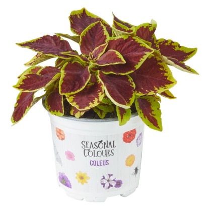Wouters díszcsalán válogatás cserépátmérő kb. 10,5 cm Coleus