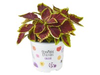 Wouters díszcsalán válogatás cserépátmérő kb. 10,5 cm Coleus