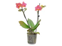 Multiflora lepkeorchidea, kétszárú, narancssárga-sárga