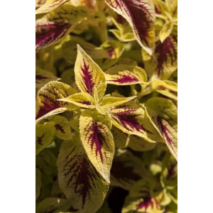 GROW by OBI Coleus, sárga-piros levelek, kb. 25 cm magas.