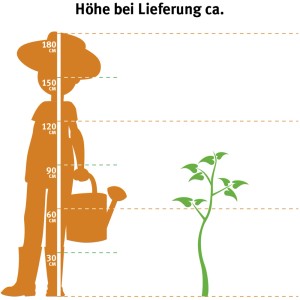 Illusztráció: OBI babérmeggy Caucasica, méretösszehasonlítás személlyel és magasságjelzés a szállításkor.