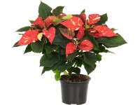 Mikulásvirág piros foltos cserépátmérő kb. 13 cm