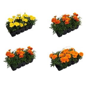 Tagetes 10 pack