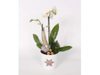 Orchidea kompozíció kerámia kaspóban csillagos nyomott mintával cserép kb. 14 cm