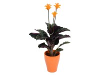 Zebralevél narancssárga kerámia kaspóban Zebralevél narancssárga kerámia kaspóban