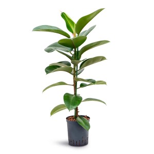 Gumi fa 'Robusta' cserépben, kb. 130-145 cm magas. Dekoratív szobanövény.