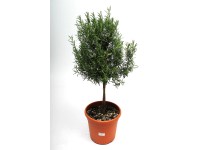 Rozmaring fa 25 cm Rozmaring fa 25 cm