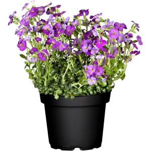 Aubrieta Tauricola Violet cserépben, lila virágok.