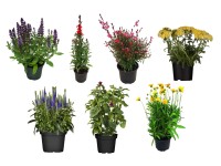 Évelő mix 19 cm Évelő mix 19 cm