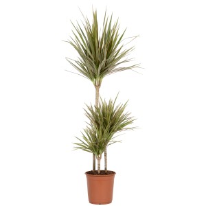 Zöld növény cserépben, különböző fajták, kb. 90-120 cm magas, karcsú zöld levelekkel.
