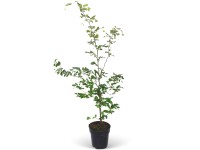 Bükk készlet 40 darab magasság kb. 125-150 cm cserép kb. 5 l Fagus sylvatica