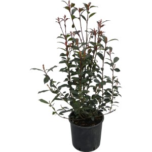 Cserepes GROW by OBI Carré Rouge Glanzmispel, kb. 50-60 cm magas. Örökzöld cserje piros hajtásokkal.