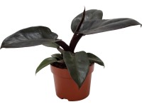 Filodendron 
