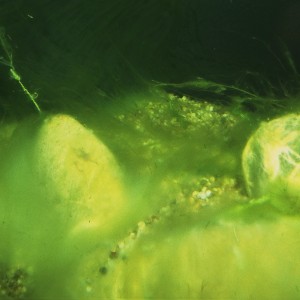Algásodás a tóban, kezelve JBL AlgoPond Forte 500ml algairtóval.