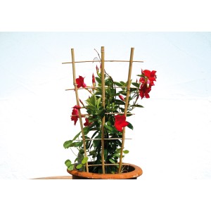 Floraworld Classic 75 cm bambusz növénytámasz piros kúszónövénnyel.