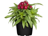OBI törökszegfű cserépátmérő kb. 13 cm Dianthus