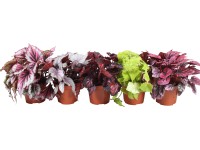 GROW by OBI Királybegónia 