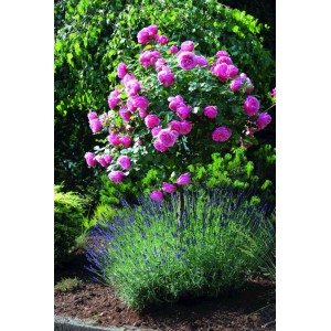 Patio Hit Rosa ágyásrózsa rózsaszín virágokkal a kertben, kb. 45 cm magas.