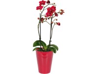 Lepkeorchidea Lepkeorchidea