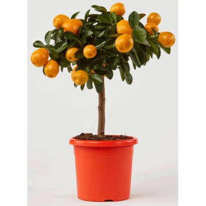 GROW by OBI citrus mix rácson mag. kb. 40 cm cserépátmérő kb. 15 cm Citrus mitis