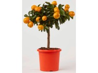 GROW by OBI citrus mix rácson mag. kb. 40 cm cserépátmérő kb. 15 cm Citrus mitis GROW by OBI citrus mix rácson mag. kb. 40 cm cserépátmérő kb. 15 cm Citrus mitis