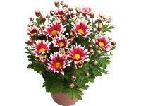 Krizantém különleges fajták cserépátmérő: kb. 14 cm Chrysanthemum Krizantém különleges fajták cserépátmérő: kb. 14 cm Chrysanthemum