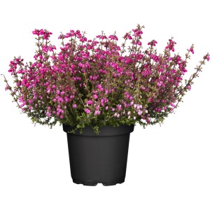 Szürke hanga színkeverék cserépben, kb. 11 cm Ø. Erica cinerea élénk rózsaszín virágokkal.