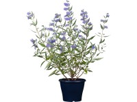Kékszakáll válogatás magasság kb. 30 - 40 cm cserép kb. 4 l Caryopteris Kékszakáll válogatás magasság kb. 30 - 40 cm cserép kb. 4 l Caryopteris
