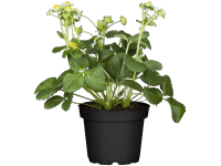 Fridulin eper cserépátmérő kb. 17 cm Fragaria x ananassa Fridulin eper cserépátmérő kb. 17 cm Fragaria x ananassa