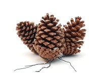 Fenyőtoboz dróton 10 cm - 14 cm Natúr