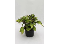 Balkonnövények mix 11 - 12 cm