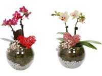 Kompozíció kétszárú lepkeorchideával üvegben cserépátmérő: kb. 12 cm Kompozíció kétszárú lepkeorchideával üvegben cserépátmérő: kb. 12 cm