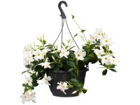 Tölcsérjázmin ámpolna mag. kb. 20-30 cm cserépátm. kb. 17 cm Mandelvilla sanderi