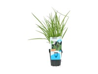 OBI parti sás cserépátmérő: kb. 9 cm Carex riparia