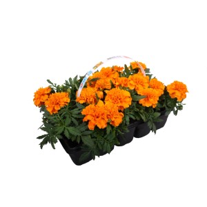 Tagetes 10 pack