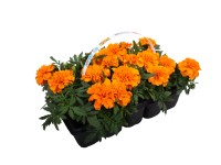 Tagetes 10 pack