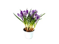 Krókusz (Crocus) kb. 9 cm