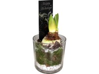 Amarillisz kompozíció pohárban cserépátmérő: kb. 13 cm Amarillisz kompozíció pohárban cserépátmérő: kb. 13 cm