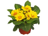 Kankalin, cserépátmérő: kb. 11 cm