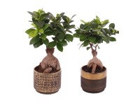 Bonsai Ficus Ginseng beton cserépben cserépátmérő kb. 11 cm Bonsai Ficus Ginseng beton cserépben cserépátmérő kb. 11 cm