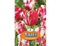 Estella Rijnveld tulipán Estella Rijnveld tulipán