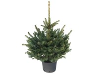 Kék ezüstfenyő cserépben 60 cm - 80 cm Kék ezüstfenyő cserépben 60 cm - 80 cm