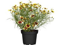 GROW by OBI menyecskeszem kb. 10 cm - 20 cm Coreopsis verticillata GROW by OBI menyecskeszem kb. 10 cm - 20 cm Coreopsis verticillata